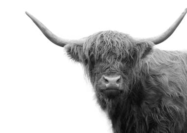 Highland Cow Black White 4