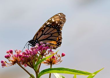 Monarch butterfly isolated