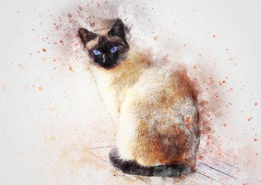 Cat Siamese painted