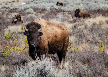 black flower bison