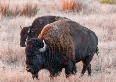 two bison black