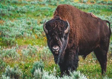 bison green flower