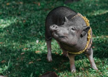 black pig guinea