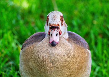 Egyptian Goose Resting