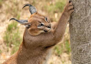 ear animal lynx