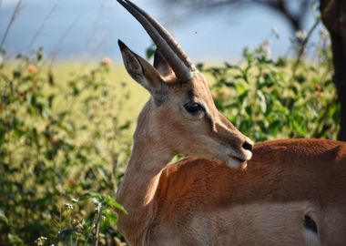 eye horn deer