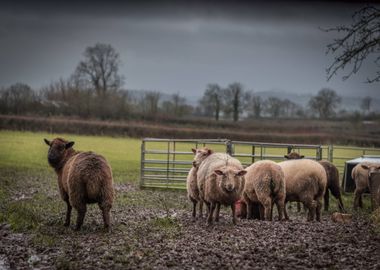 sheep brown cloud