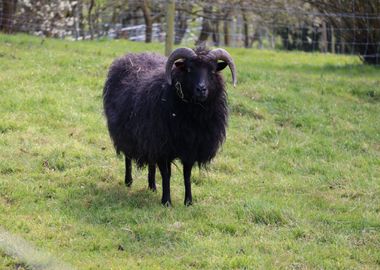 black horn sheep