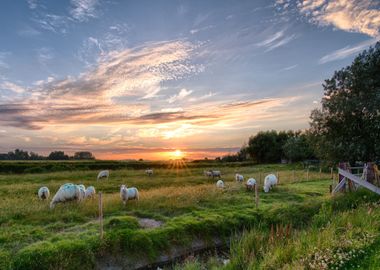 sunset narute sheep