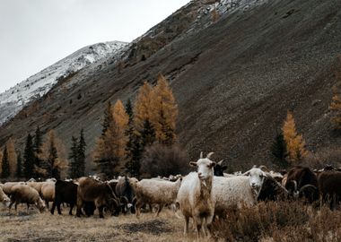 white horn sheep