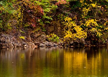 Autumn forest landscape