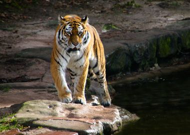 The Tiger Animal Zoo