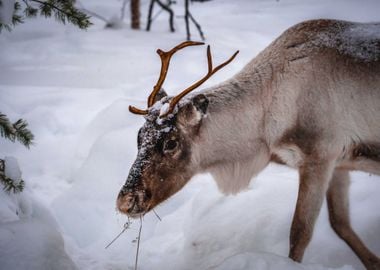 snow eat deer mouth