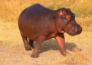 black rhino body