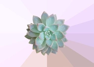 Geometric Garden Succulent