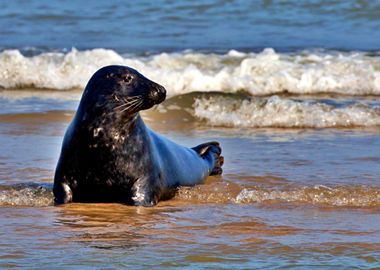 Beautiful sea lion