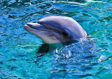 The beautiful dolphin