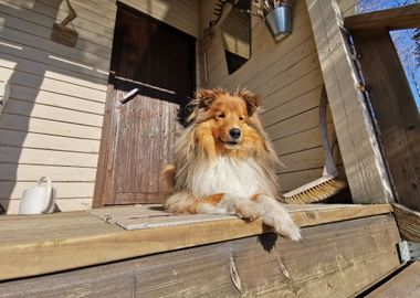 lynx orange sit dog