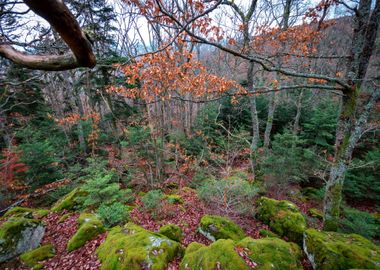 Winter forest