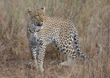 floor brown cheetah