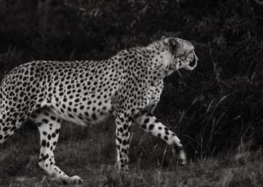 black night cheetah