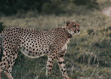 pregnant cheetah