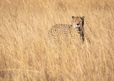 orange floor cheetah