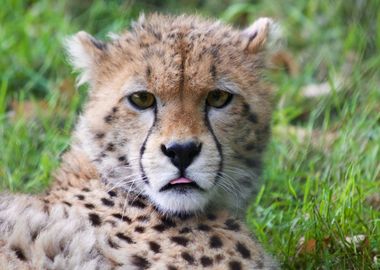 baby cute cheetah