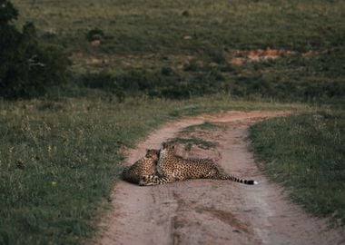 two cheetah road