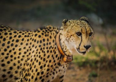 black orange cheetah