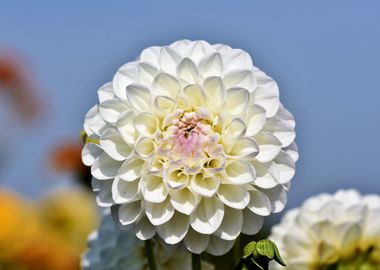 White Dahlia