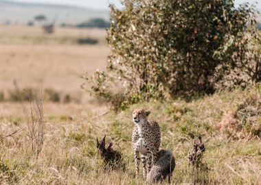 three animal floor cheetah