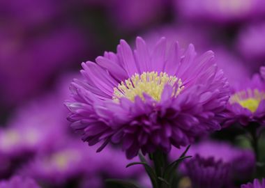 Aster Flower