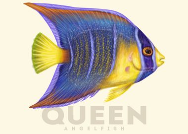 Queen AngelFish