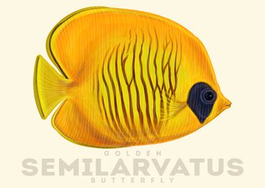 Golden Semilarvatus Fish