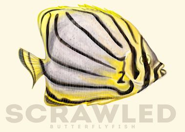 Scrawled Butterfly Fish