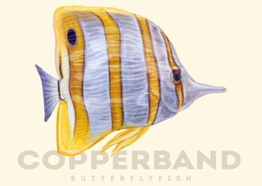 Copperband Butterfly Fish