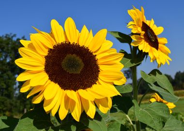 Giant Sunflowers