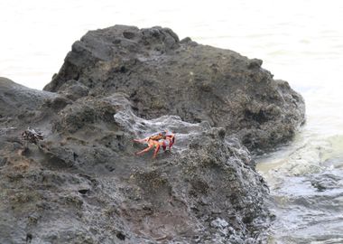 crab on beach