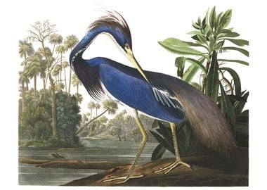 Tricolored Heron 