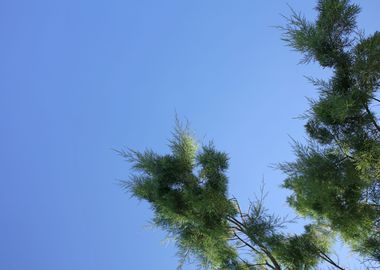 Trees in blue sky macro