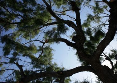 Trees in blue sky macro