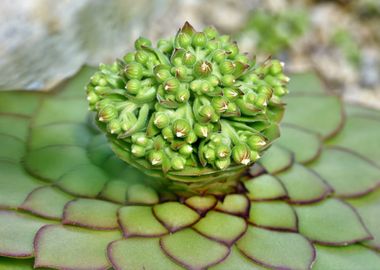 Flora Cactus