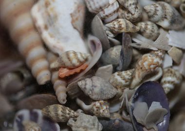 Greek shells on elafonisi