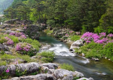 Azalea Flowers