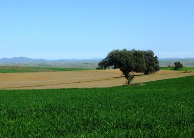 Green Extremadura spring 