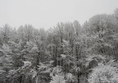 Winter scenery after snow