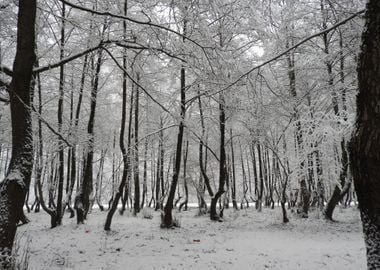 Winter scenery after snow