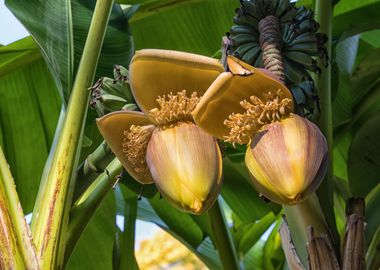 Banana Flowers