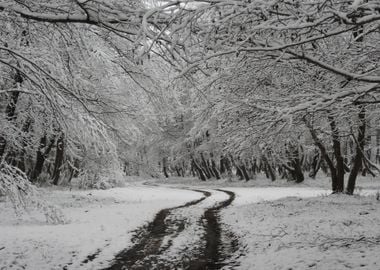 Winter scenery after snow